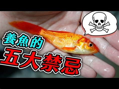 養魚的種類|養魚新手入門：12個教學讓你養魚一次上手（新手必讀）